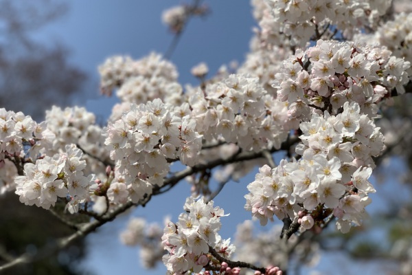 滋賀北部の桜見頃と曳山まつり