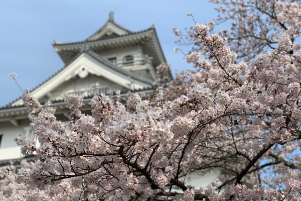 長浜城は桜の名所としても知られています