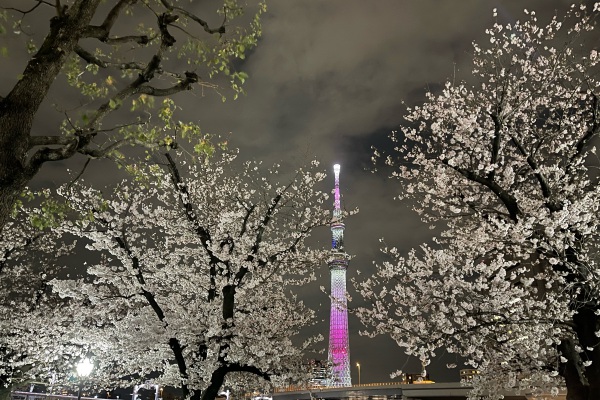 東京では桜が見頃です。