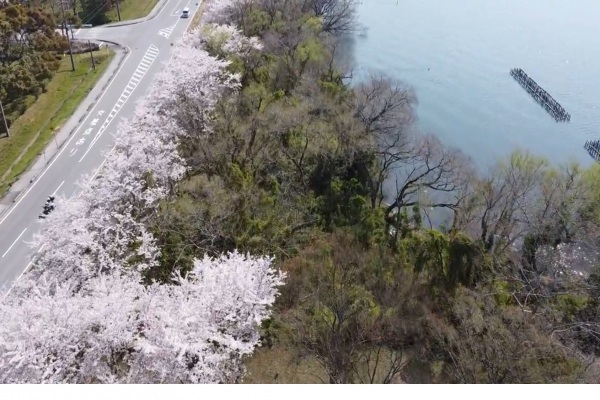 琵琶湖岸の桜を上空からご紹介